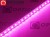 Taśma LED 12V 600 SMD 2835 8mm IP20 18W/m Różowy OPTICON PREMIUM
